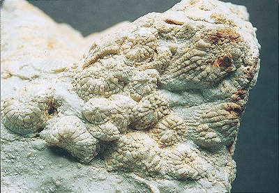 サンゴ化石